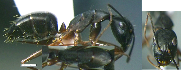 Camponotus compressus minor