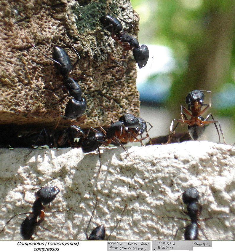 {Camponotus compressus nest}