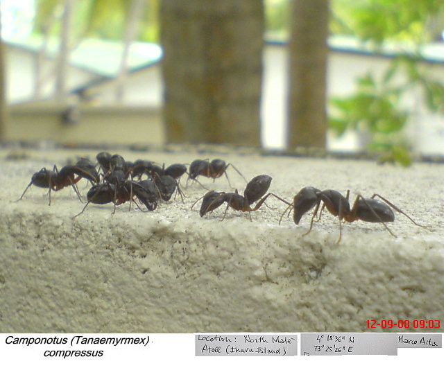 {Camponotus compressus sunbathing}
