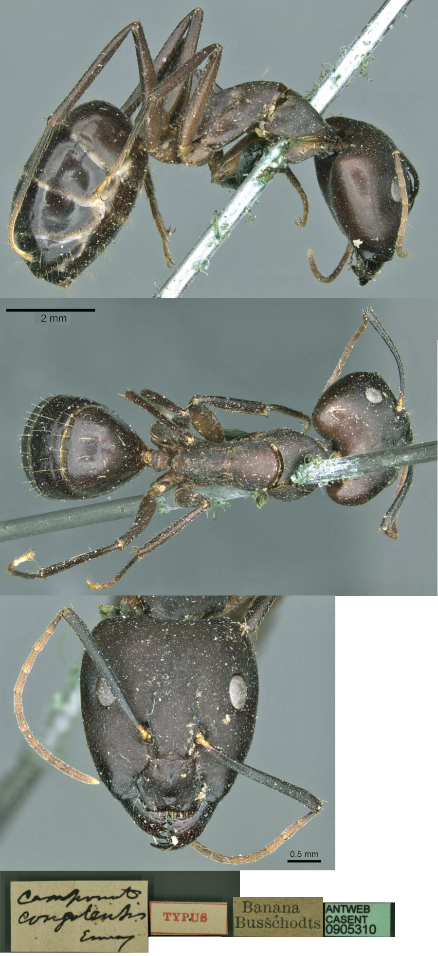 {Camponotus congolensis major}