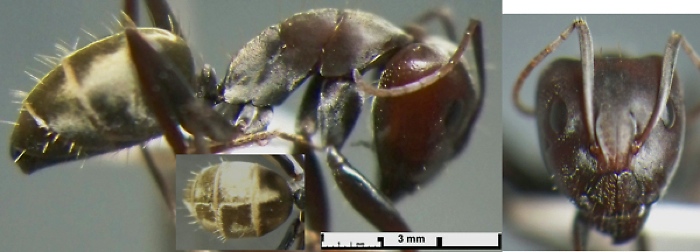 Camponotus cosmicus major