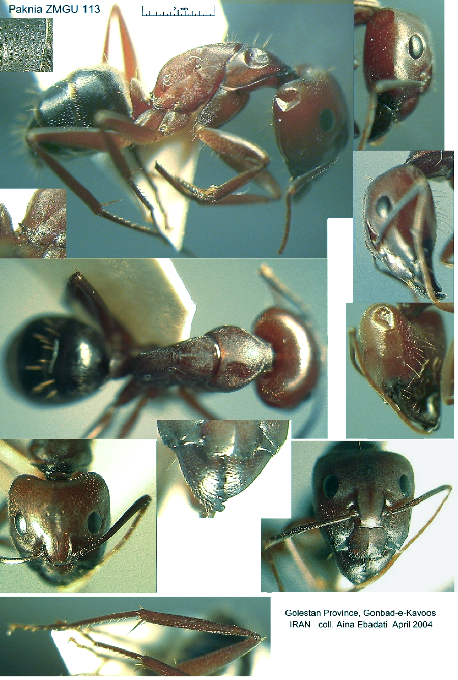 {Camponotus (Myrmosericus) cruentatus}
