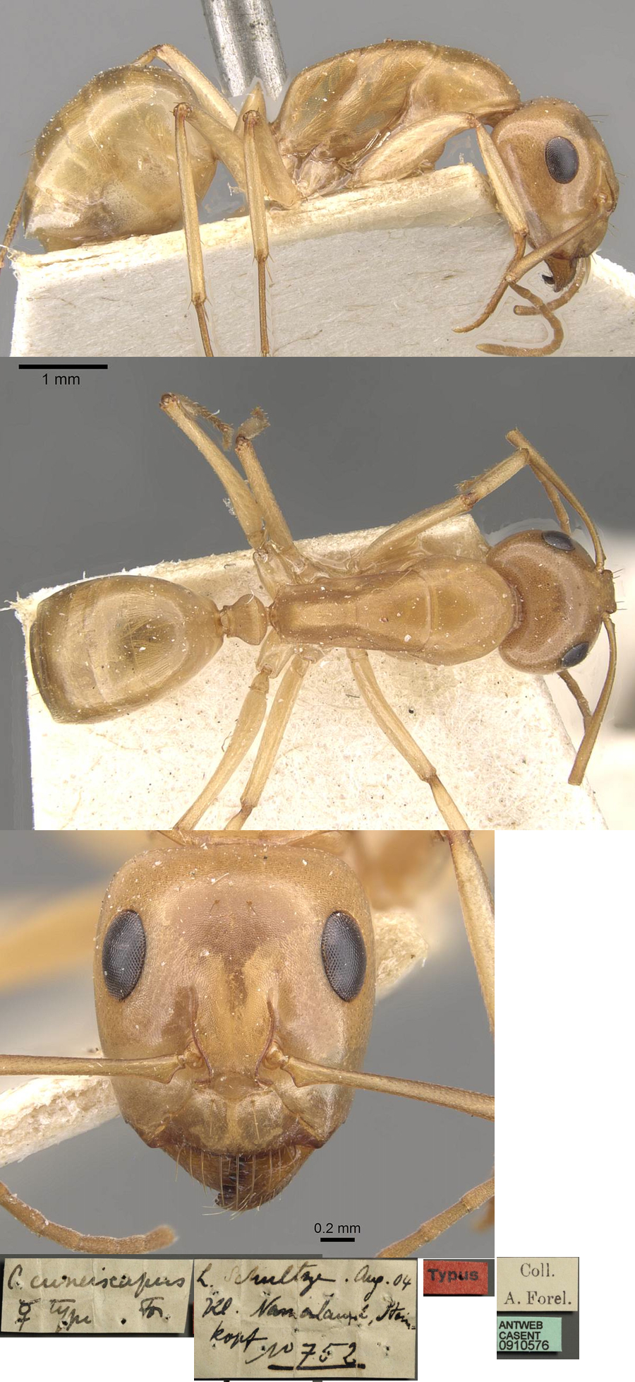 Camponotus cuneiscapus major