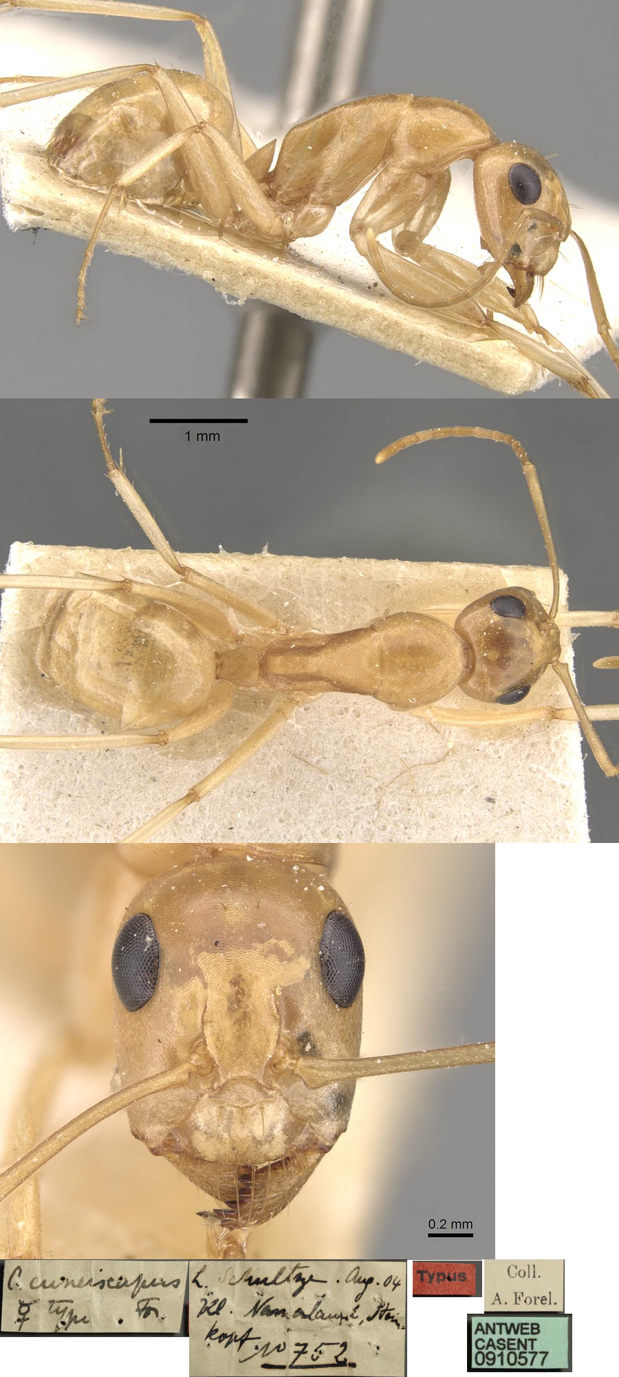 Camponotus cuneiscapus minor