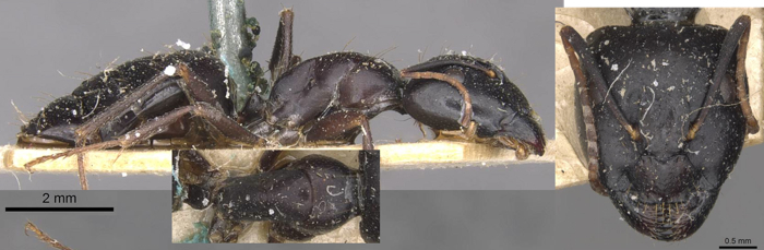Camponotus empedocles major
