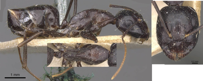 Camponotus empedocles minor
