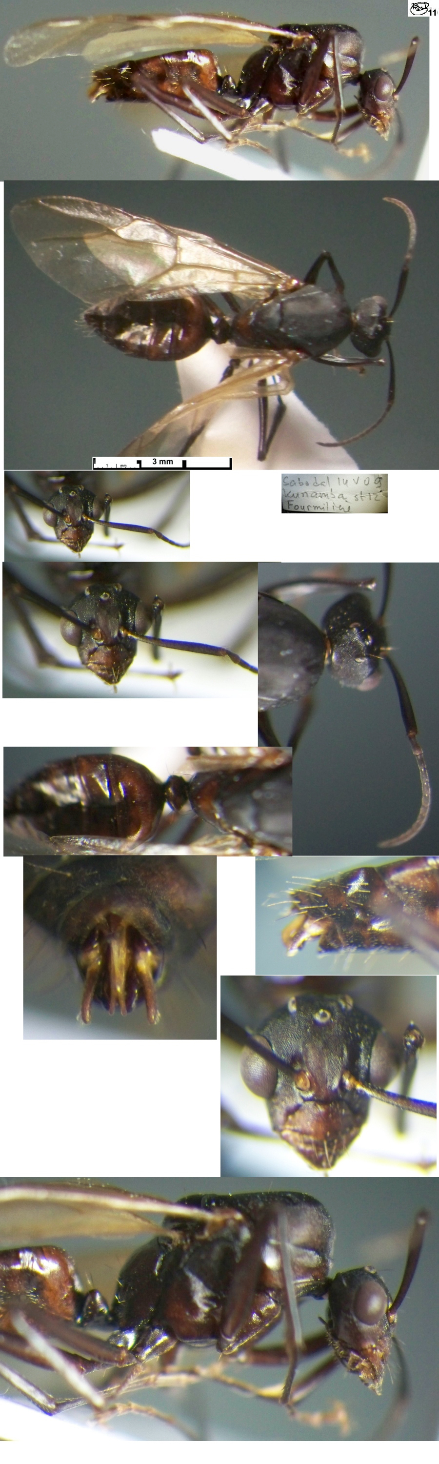 {Camponotus erythromelus male}