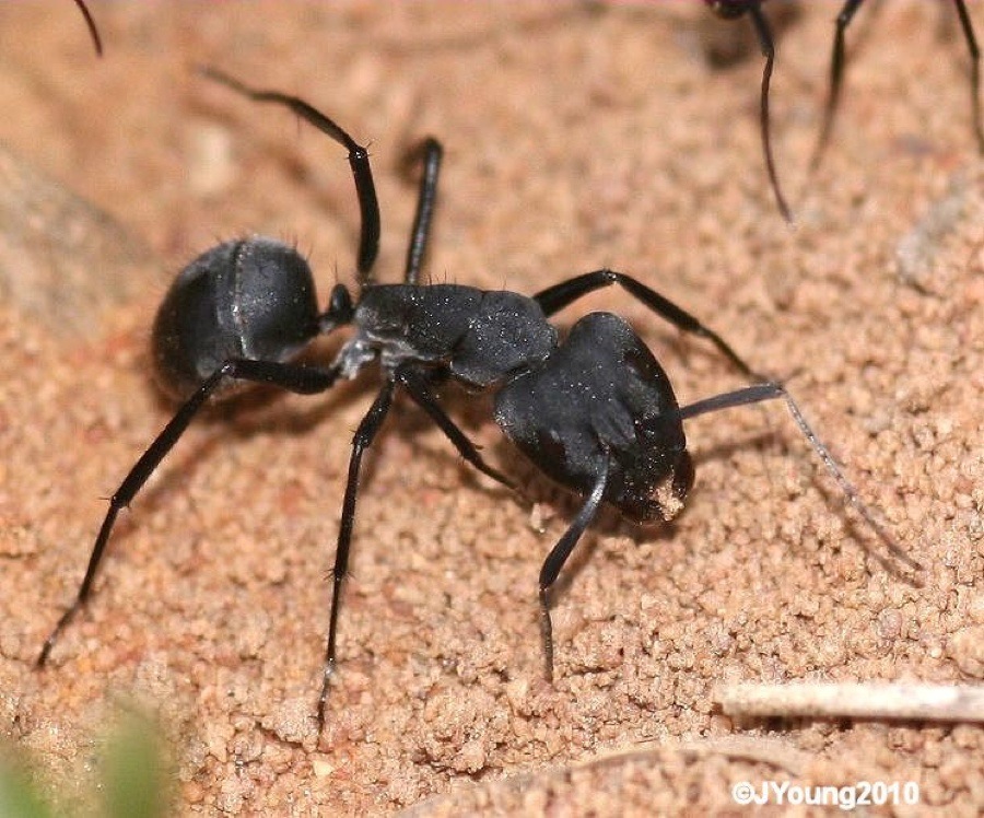 Camponotus eugeniae major