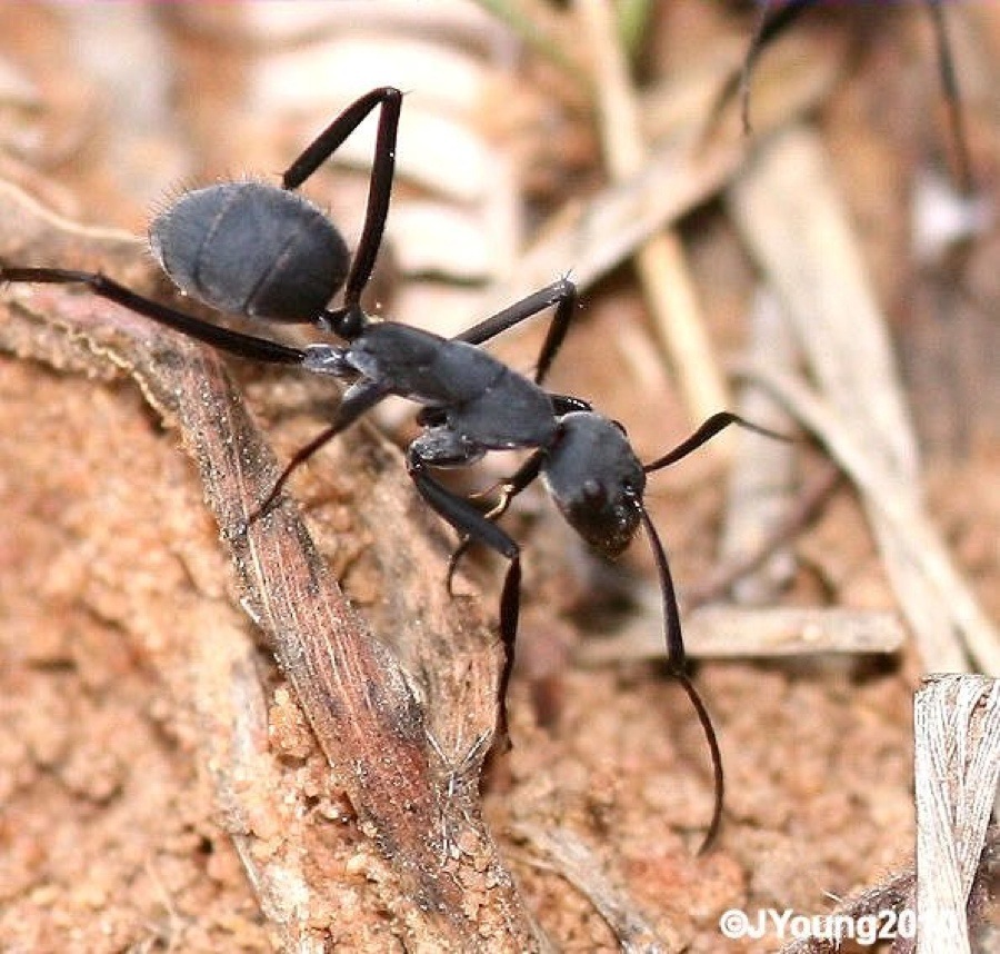 Camponotus eugeniae minor