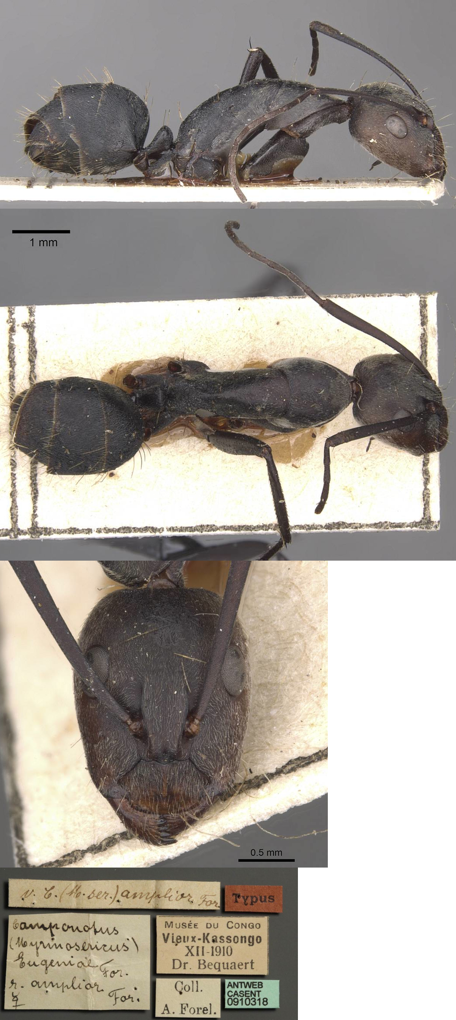 {Camponotus eugeniae amplior minor}