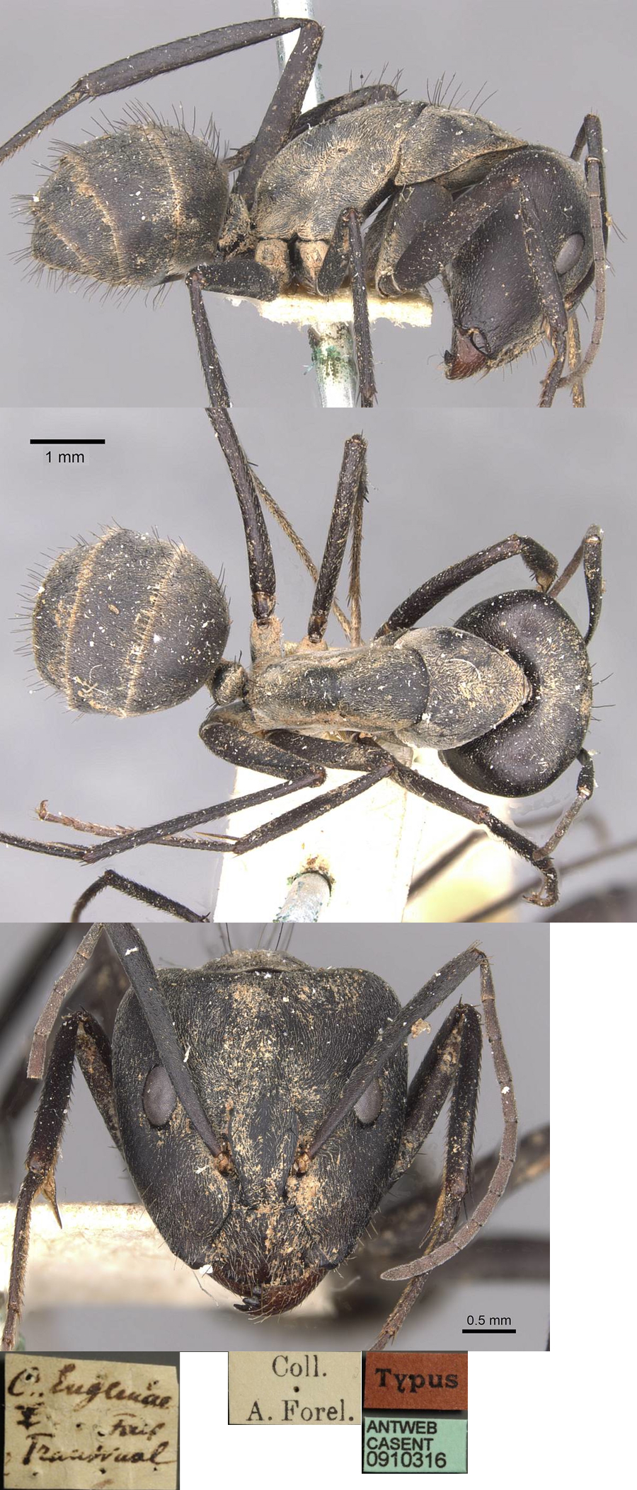 {Camponotus eugeniae major}