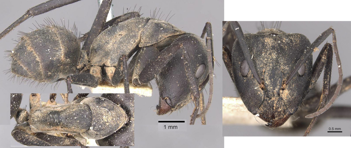 Camponotus eugeniae major