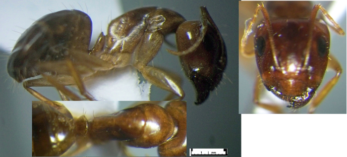 Camponotus evansi major