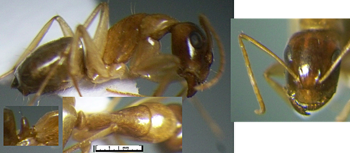 Camponotus evansi minor