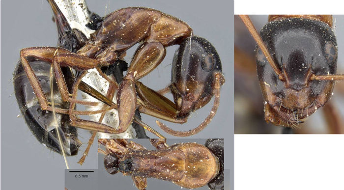 Camponotus fallax ruzskyi