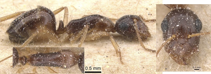 Camponotus favorabilis minor