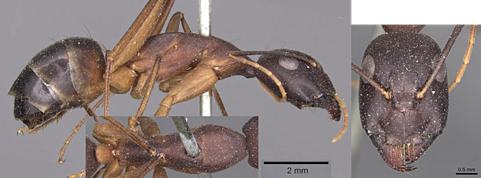 Camponotus fellah type minor