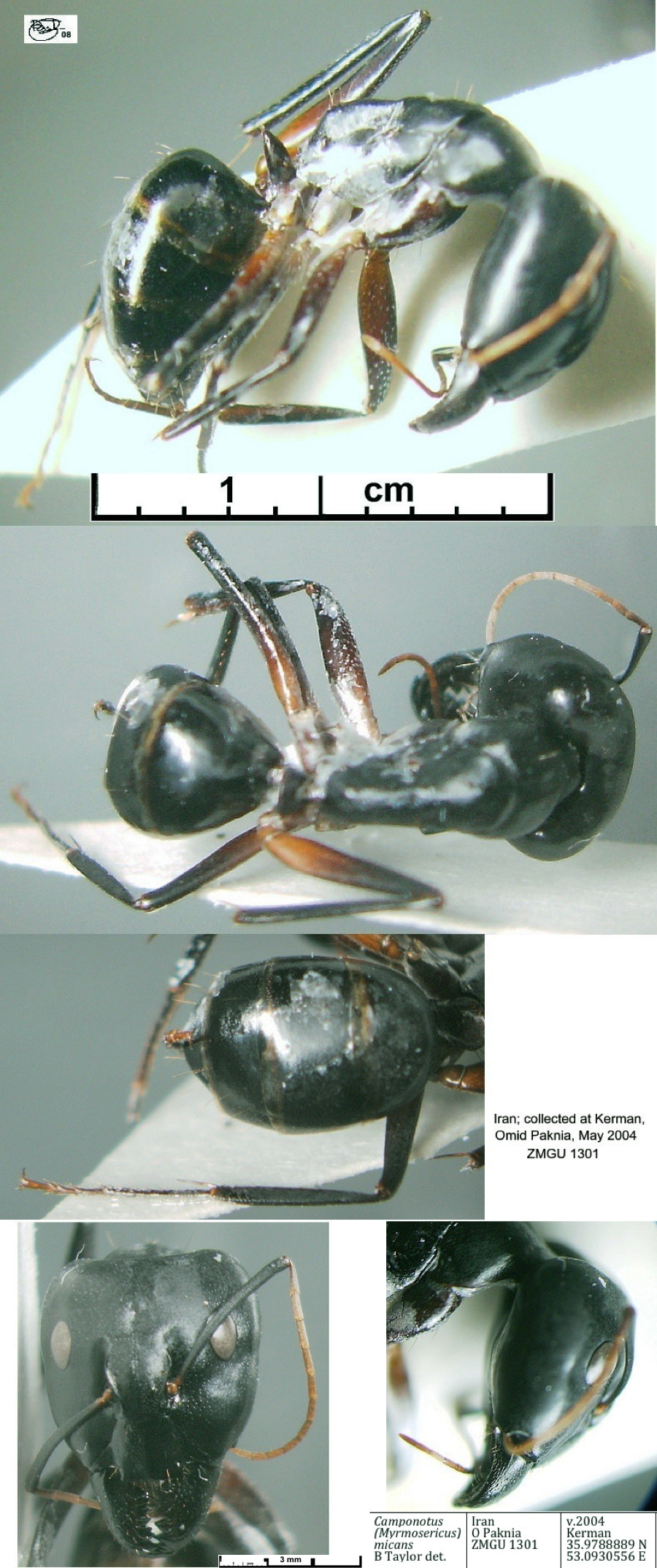 {Camponotus fellah Iran form major}