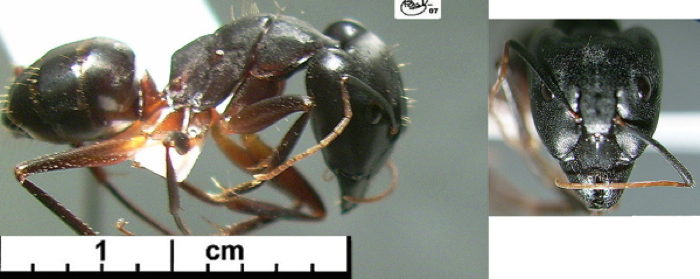 Camponotus fellah major