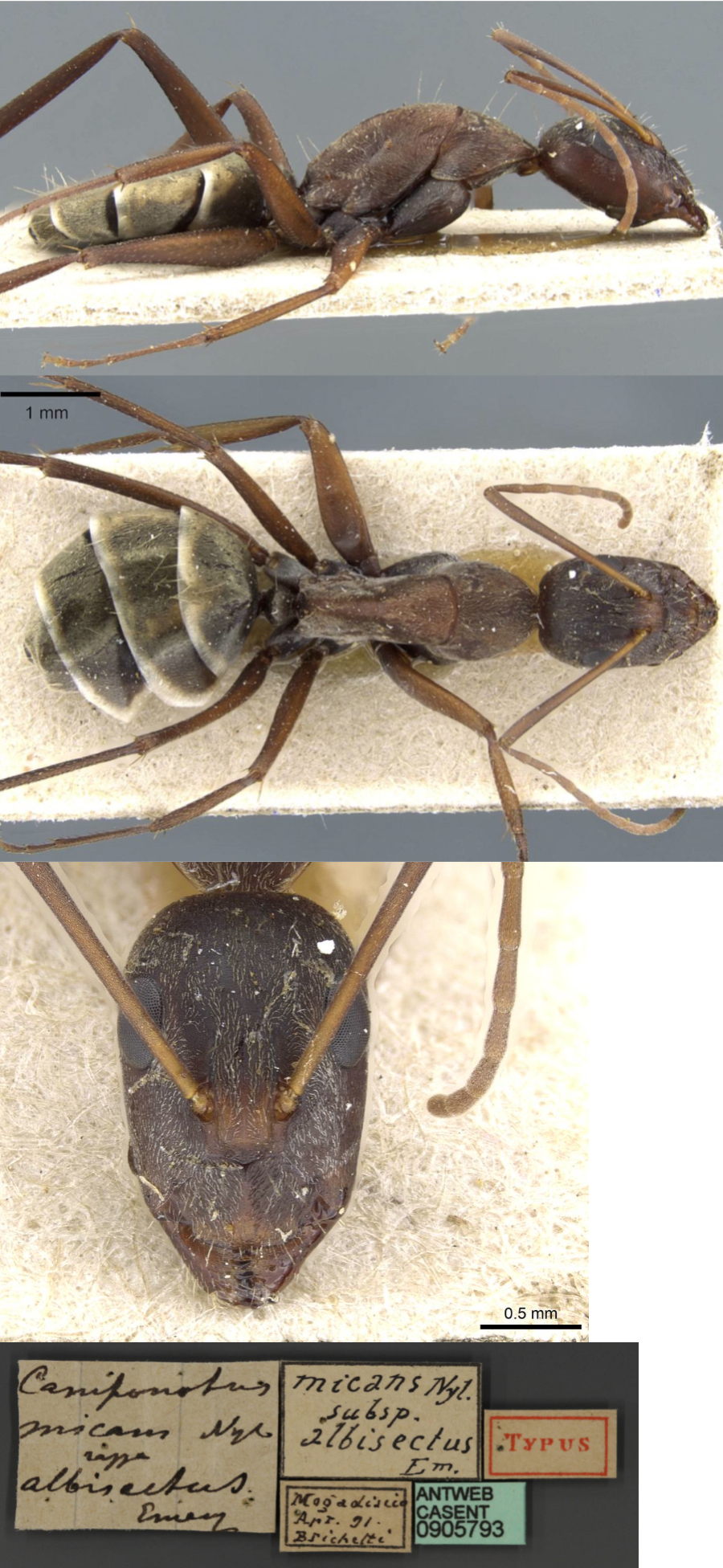 {Camponotus flavomarginatus albisectus minor}