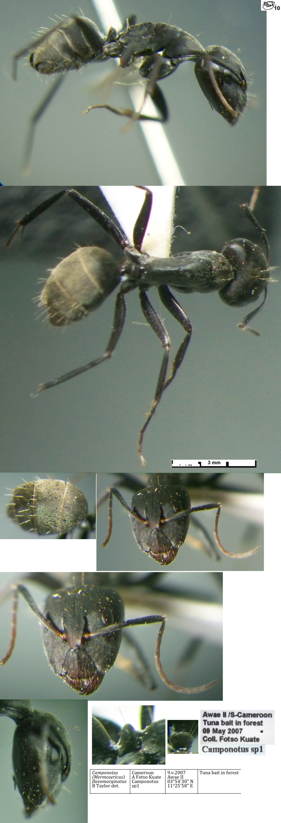 {Camponotus flavomarginatus major}