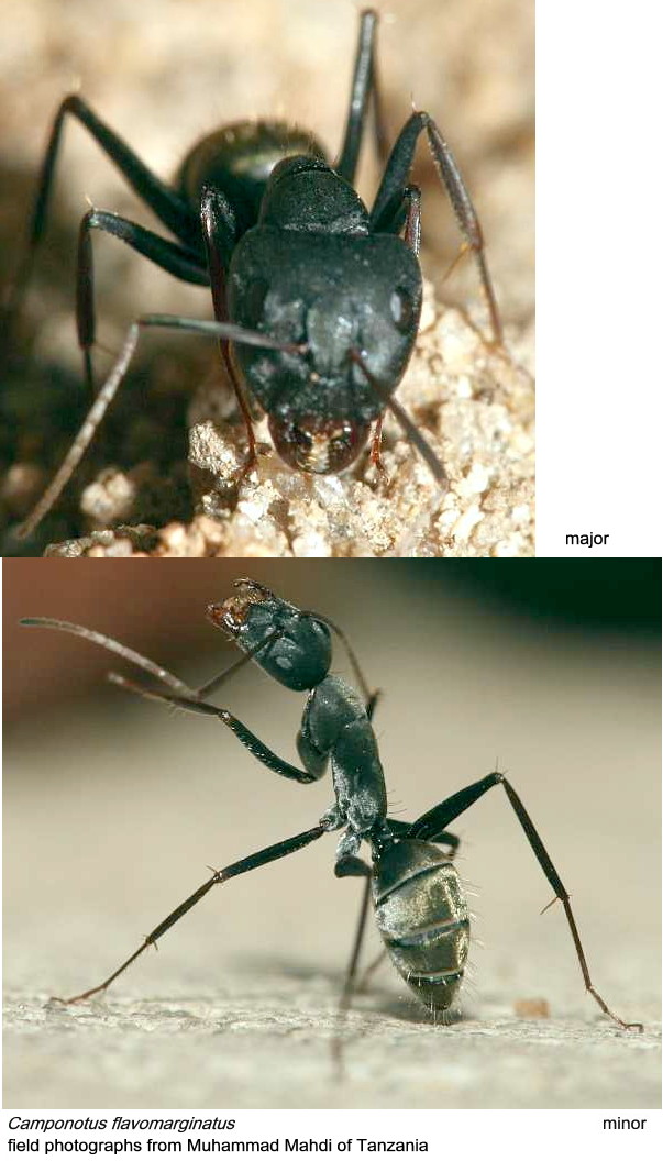 {Camponotus flavomarginatus}