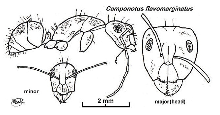{Camponotus (Myrmosericus) flavomarginatus}