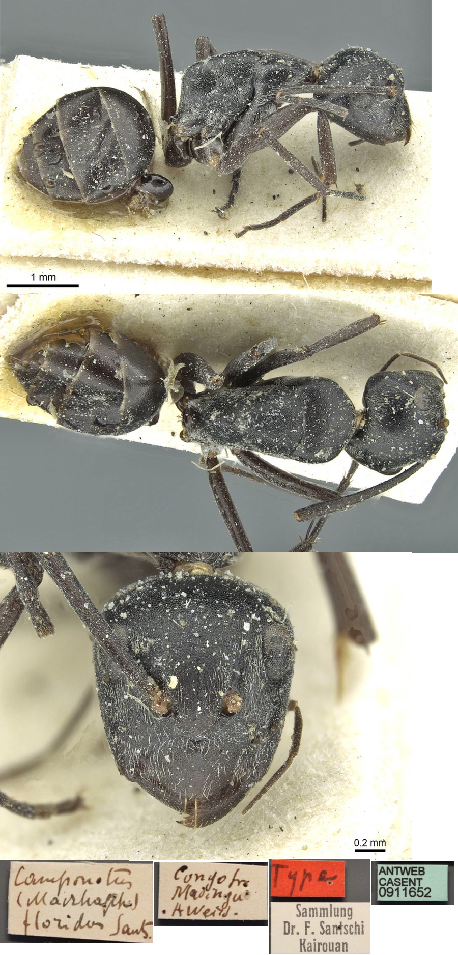 Camponotus florius minor