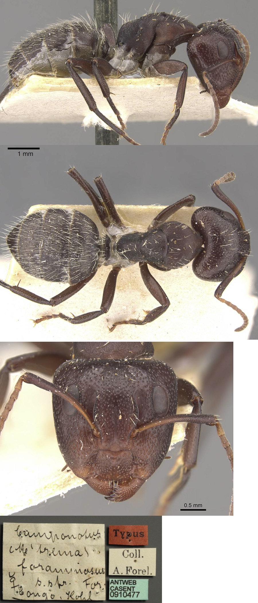 {Camponotus foraminosus major}