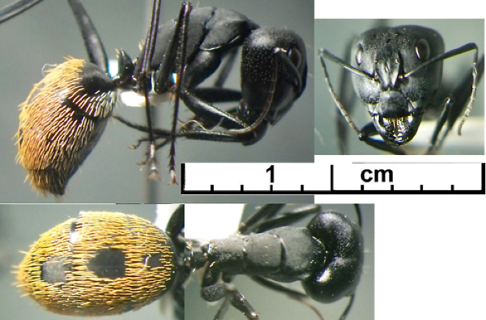 {Camponotus (Myrmopiromis) fulvopilosus}