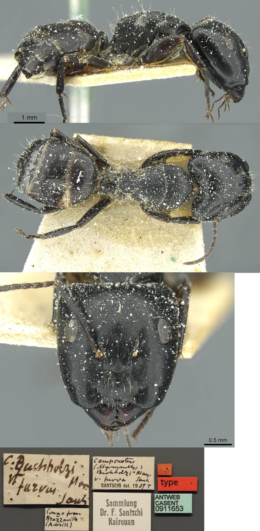 Camponotus furvus major
