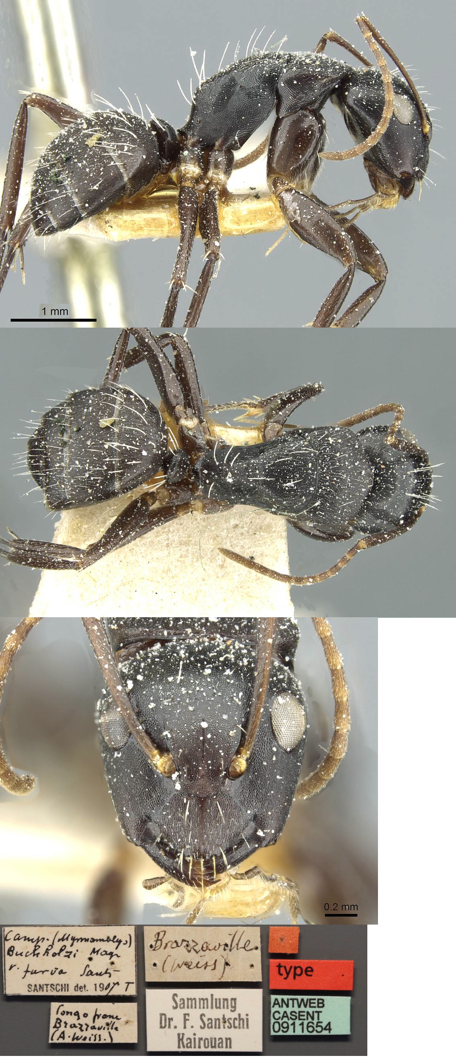 Camponotus furvus minor