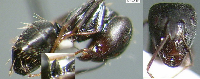 {Camponotus (Myrmachraphe)} furvus