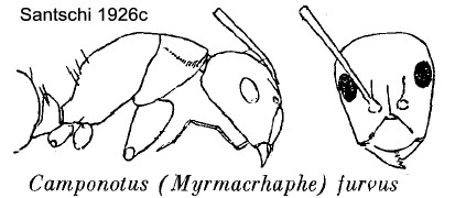 {Camponotus (Myrmacrhaphe) furvus}