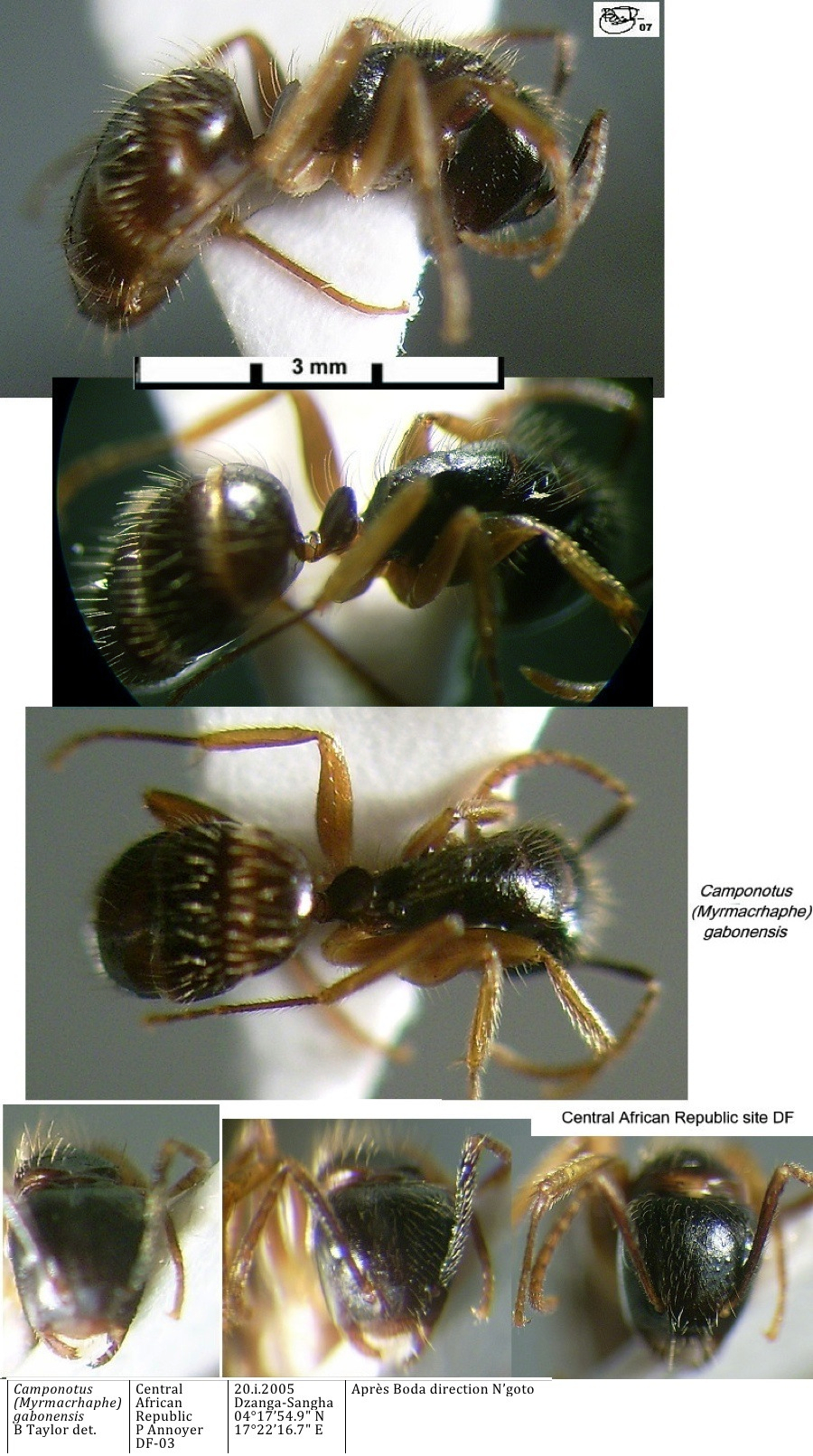 {Camponotus gabonensis minor}