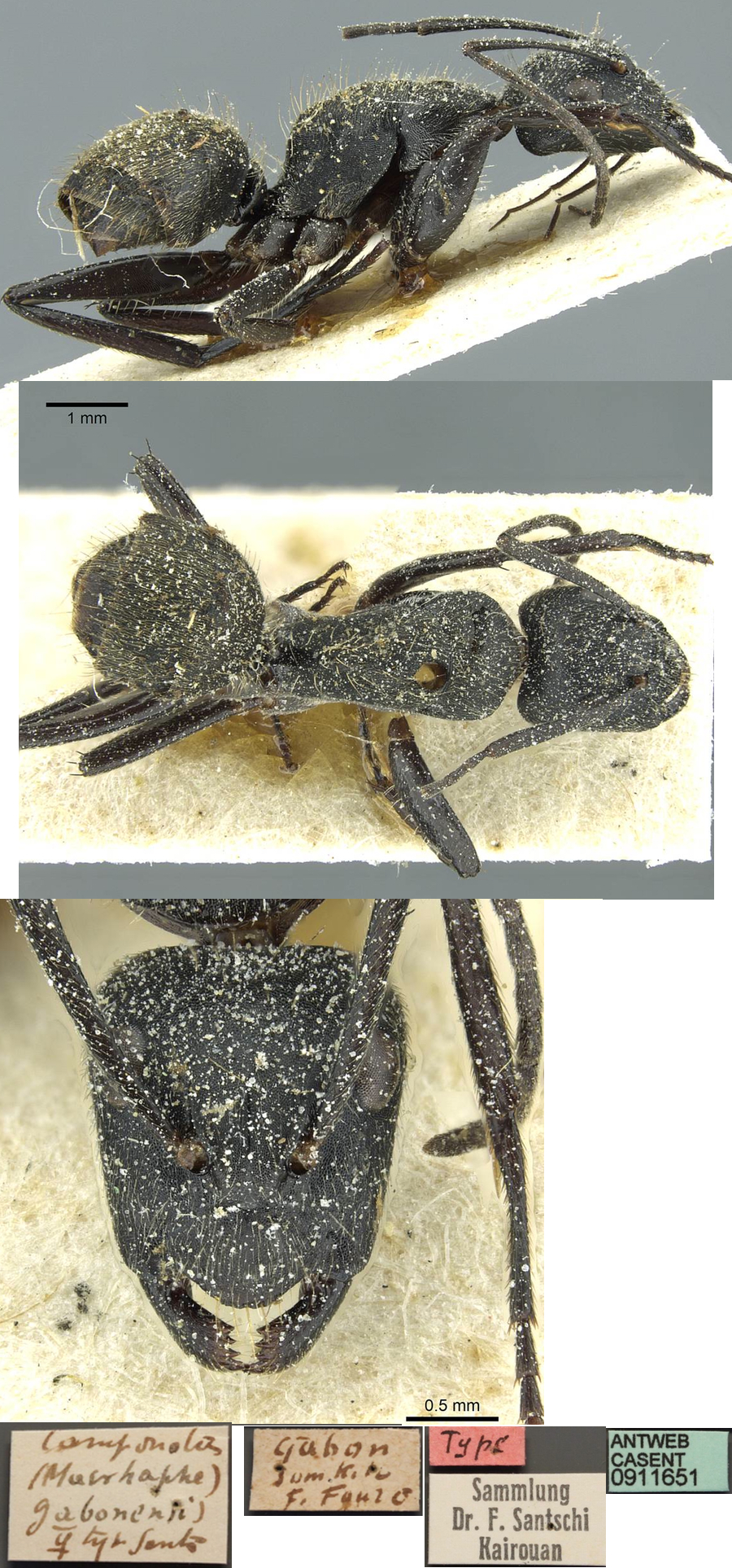 Camponotus gabonensis