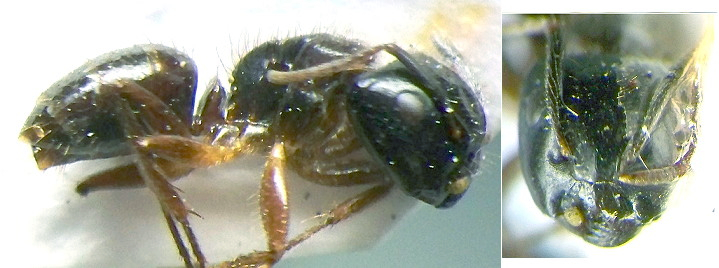 {Camponotus gabonensis major}