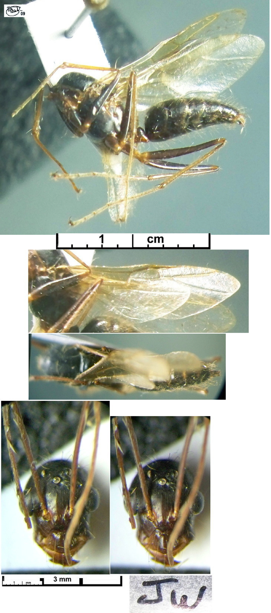 {Camponotus gabonensis male}
