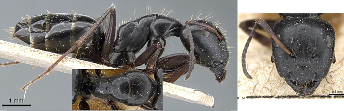 Camponotus gestroi major