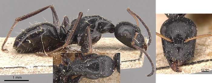 Camponotus gestroi minor
