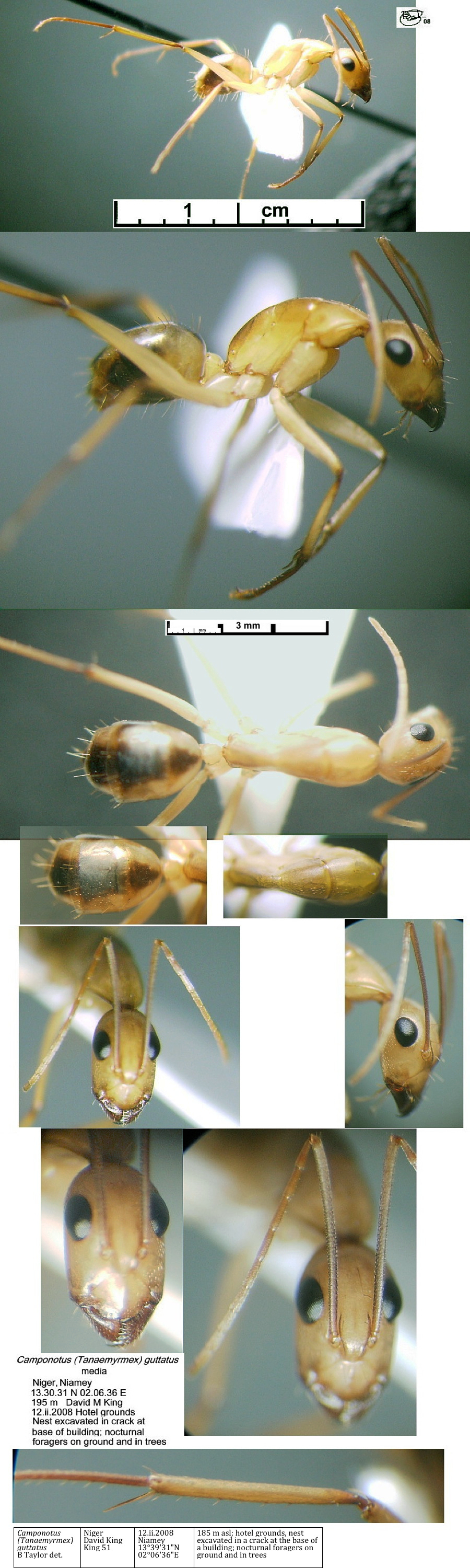 {Camponotus guttatus media}