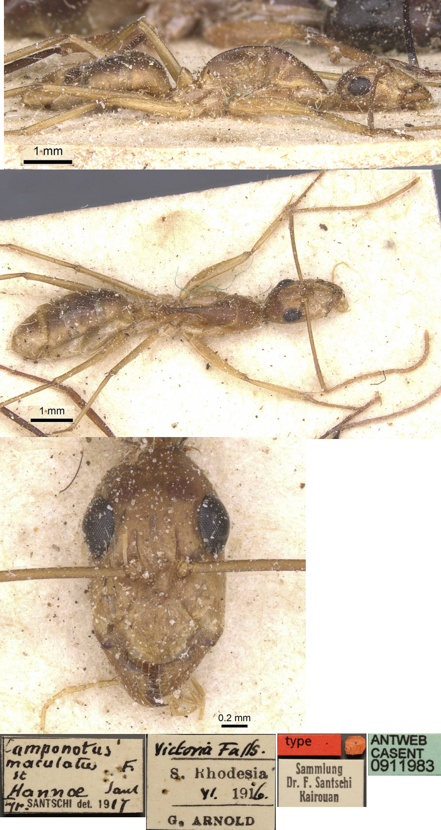 Camponotus hannae major