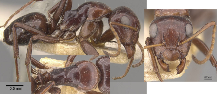 Camponotus ilgii