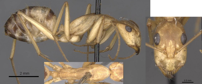 Camponotus importunus