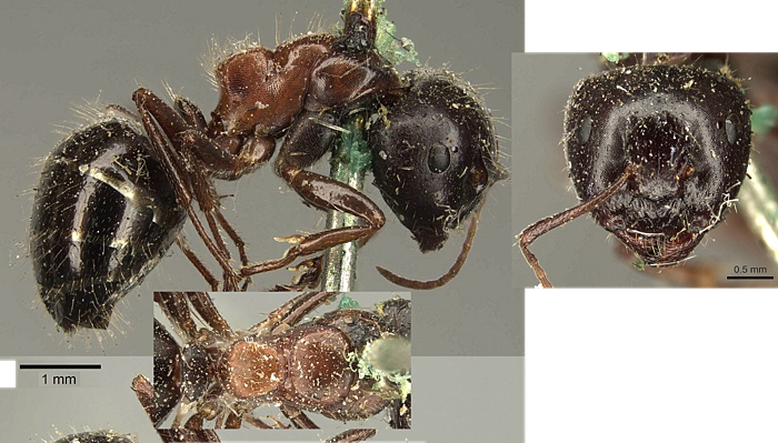 Camponotus interjectus major
