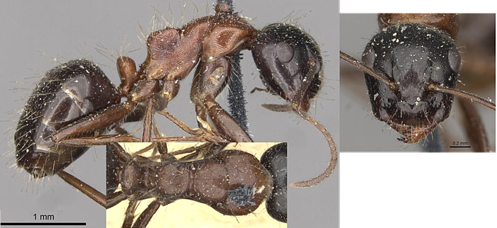 Camponotus interjectus minor