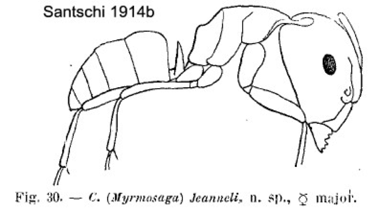 {Camponotus (Myrmosaga) jeanneli}