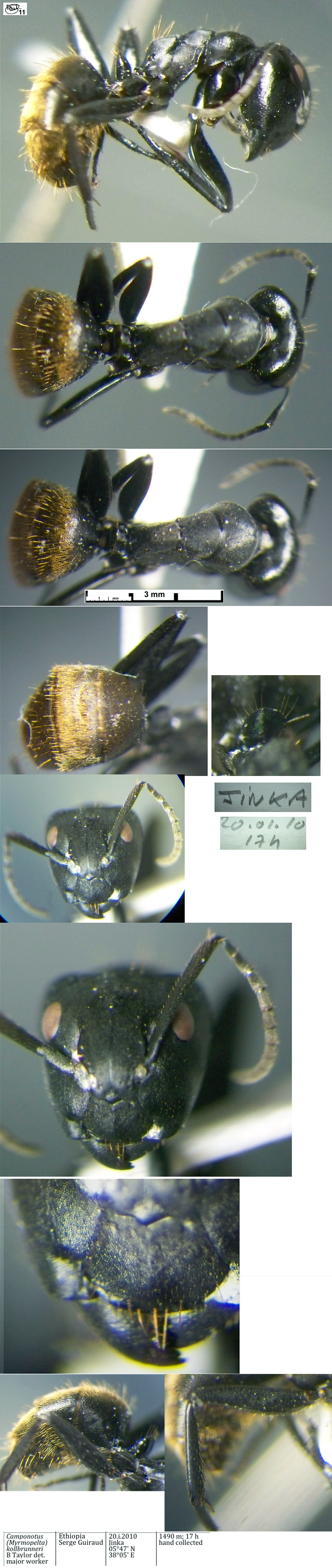 {Camponotus (Myrmopelta) kollbrunneri major}