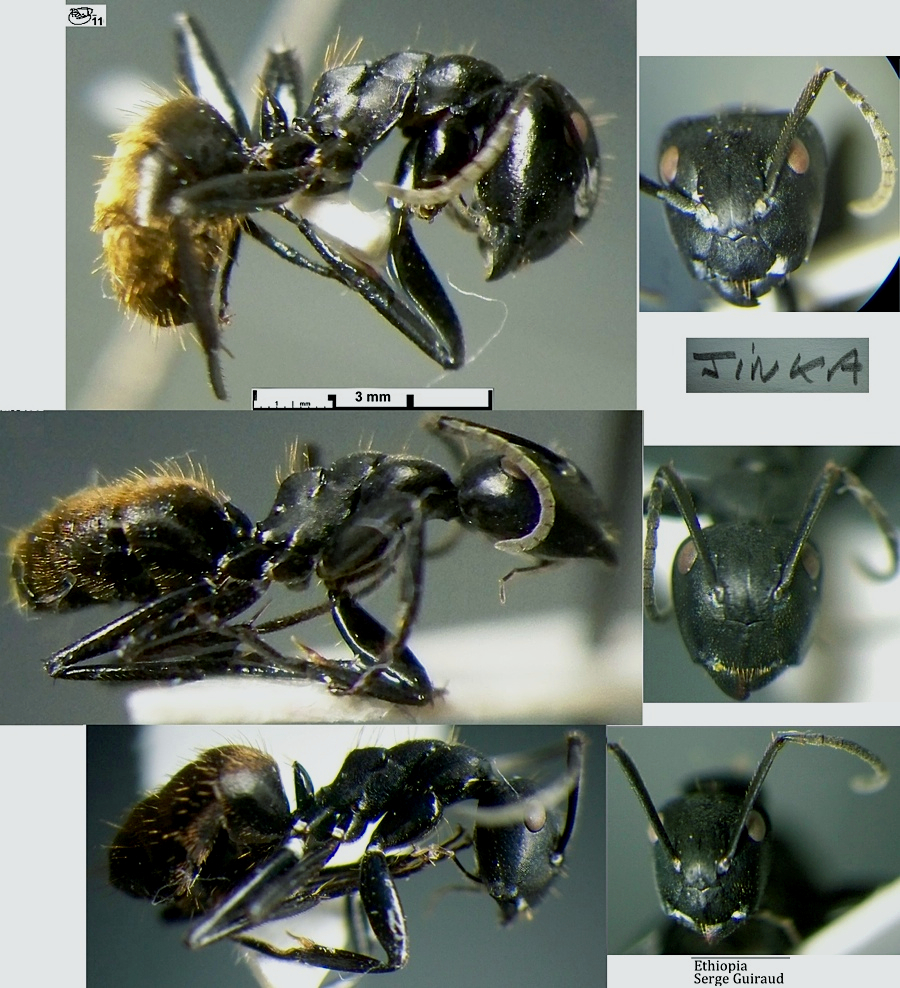 {Camponotus (Myrmopelta) kollbrunneri polymorphism}
