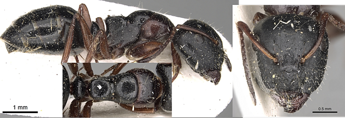 Camponotus kopatdaghensis